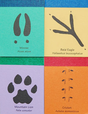 Foot Note Four Pack