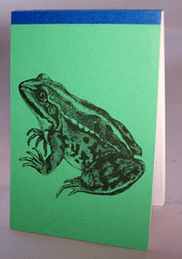 Frog - Animalife Pad