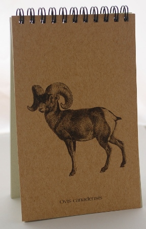Big Horn Sheep