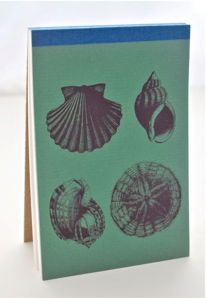 Shells - Animalife
