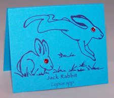 Rabbit Bright Eyes