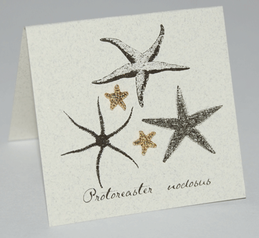 Starfish  Earrings - gold
