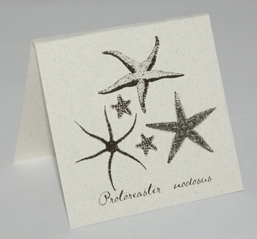 Starfish Earrings - silver