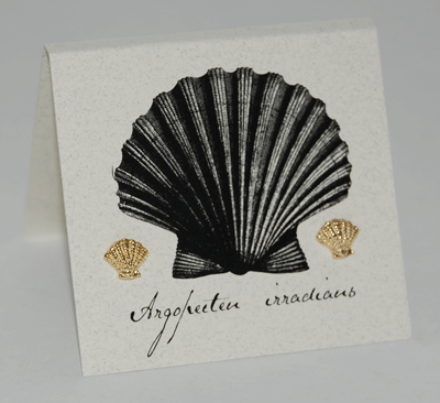 Scallop Shell Earrings - gold