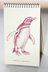 Penguin Explorer Pad
